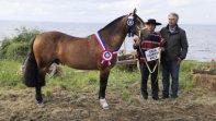 Reportaje: Cullaima Avellano, Gran Campeón Macho de la Expo Nacional 2016 Reportaje: Cullaima Avellano, Gran Campeón Macho de la Expo Nacional 2016