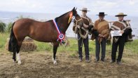 Reportaje: Río Claro Elegancia, Gran Campeona Hembra de la Expo Nacional 2016 Reportaje: Río Claro Elegancia, Gran Campeona Hembra de la Expo Nacional 2016
