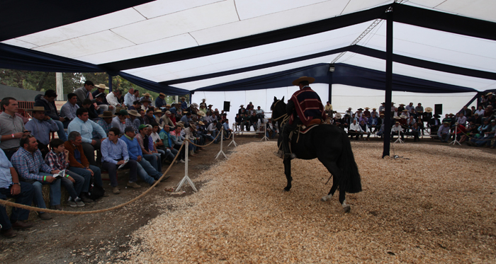 La agenda de los próximos remates de caballos chilenos