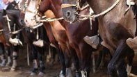 Ives Richasse: Esperamos hacer más rodeos de buena factura en Valle Santa Cruz Ives Richasse: Esperamos hacer más rodeos de buena factura en Valle Santa Cruz