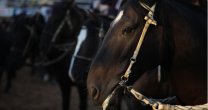 Santiago Melus: Este premio es primero para mi caballo y luego para mí Santiago Melus: Este premio es primero para mi caballo y luego para mí