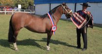 Asociación Talca prepara Exposición y el lanzamiento de la Final de Criadores Asociación Talca prepara Exposición y el lanzamiento de la Final de Criadores