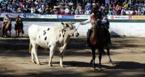 Club San Clemente regaló el novillo de la carrera perfecta a Pozo y Meza Club San Clemente regaló el novillo de la carrera perfecta a Pozo y Meza