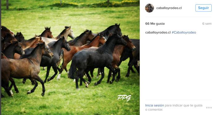 Revisa una selección de las mejores fotos de CaballoyRodeo en Instagram