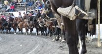 Rama de rodeo de la Universidad Mayor prepara venta de montas Rama de rodeo de la Universidad Mayor prepara venta de montas