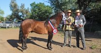 Datos del Rodeo Para Criadores y Expo de Caballos Chilenos de Longaví Datos del Rodeo Para Criadores y Expo de Caballos Chilenos de Longaví