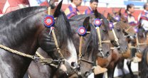 Asociación Cardenal Caro realizará Final de Rodeos Para Criadores y Exposición Nacional 2018 Asociación Cardenal Caro realizará Final de Rodeos Para Criadores y Exposición Nacional 2018