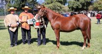 Curicó tendrá fin de semana de criadores con exposición y rodeo Curicó tendrá fin de semana de criadores con exposición y rodeo