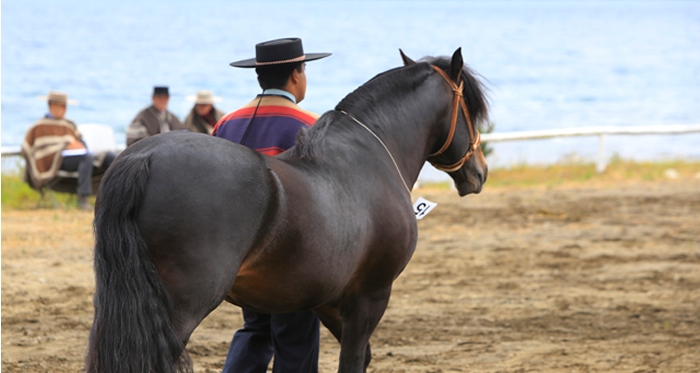 Comisión Admisión de la Expo Nacional trabajará el jueves 19 en San Clemente