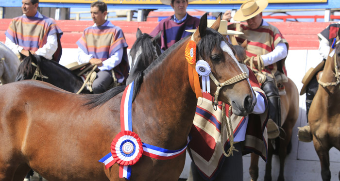 Altas expectativas en Final de Rodeos Para Criadores y la Exposición Nacional