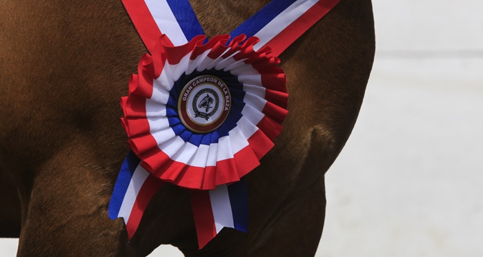 Exposición Nacional, el fiel reflejo de la crianza del Caballo Chileno