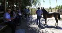 Comisión admisión realizó medición de ejemplares participantes en la Expo Nacional Comisión admisión realizó medición de ejemplares participantes en la Expo Nacional