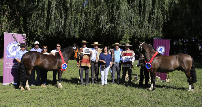 Los resultados de la Exposición Nacional de Caballos Chilenos 2017