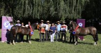 Los resultados de la Exposición Nacional de Caballos Chilenos 2017 Los resultados de la Exposición Nacional de Caballos Chilenos 2017