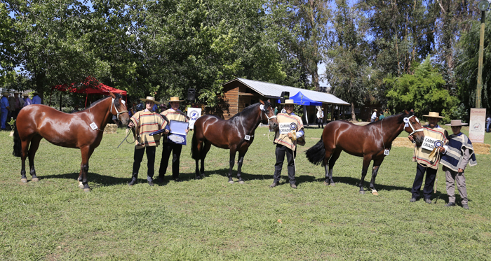 Rafael Toro: Venía tranquilo, con caballos bien presentados, pero no esperaba recibir este premio