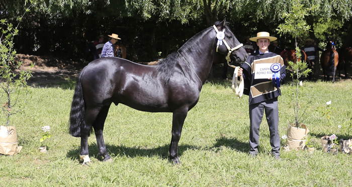 Alucarpa Makeo le dio dura pelea al Gran Campeón Macho de la Exposición Nacional