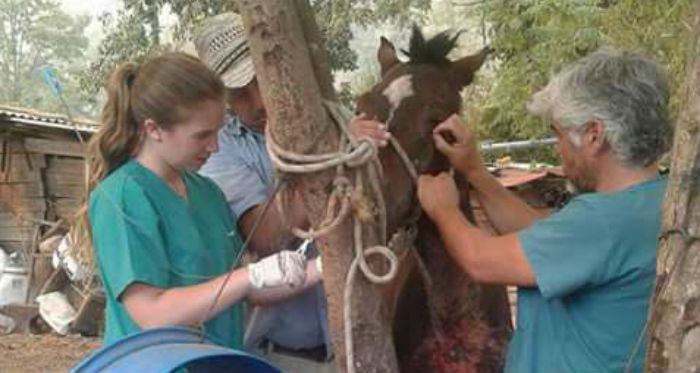 La loable labor que realiza Javiera Toro en Curacaví con caballos heridos