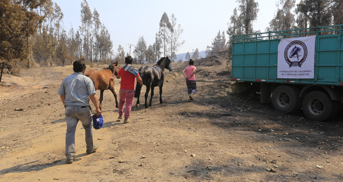 Federación de Criadores realizó jornada de entrega de forraje y transporte de caballos heridos