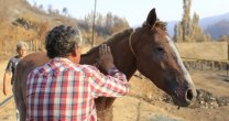 El traslado de la Chascona y su cría Canela marcó el trabajo de la campaña de la Federación de Criadores El traslado de la Chascona y su cría Canela marcó el trabajo de la campaña de la Federación de Criadores