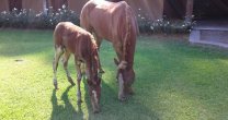 La Chascona y la Canela se recuperan satisfactoriamente de sus quemaduras La Chascona y la Canela se recuperan satisfactoriamente de sus quemaduras