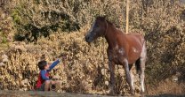 Campaña Solidaria Federación de Criadores: Necesitamos tu ayuda Campaña Solidaria Federación de Criadores: Necesitamos tu ayuda