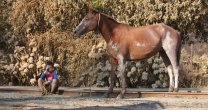 Campaña Solidaria de la Federación de Criadores tendrá su cierre este sábado Campaña Solidaria de la Federación de Criadores tendrá su cierre este sábado