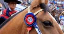 Las 119 colleras de la fama para el 69° Campeonato Nacional de Rodeo Las 119 colleras de la fama para el 69° Campeonato Nacional de Rodeo