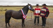 La destacada historia de Edgardo Tapia en el Rodeo en Chiloé La destacada historia de Edgardo Tapia en el Rodeo en Chiloé