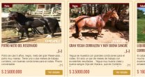 Compraventa Premium de Caballoyrodeo.cl inicia remozada etapa Compraventa Premium de Caballoyrodeo.cl inicia remozada etapa