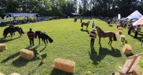 Asociación de Criadores de Talca prepara su Día de Campo y Asamblea General Asociación de Criadores de Talca prepara su Día de Campo y Asamblea General