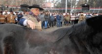 Socios de Ferocam disfrutaron con Taller de Rienda en Aculeo Socios de Ferocam disfrutaron con Taller de Rienda en Aculeo