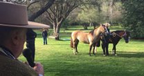 El Día de Campo de la Asociación de Criadores de Casablanca El Día de Campo de la Asociación de Criadores de Casablanca