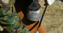 Criadores de Curicó tendrán dos importantes charlas Criadores de Curicó tendrán dos importantes charlas