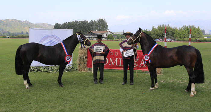 Distinguido y Costurera fueron coronados en la Expo Colchagua