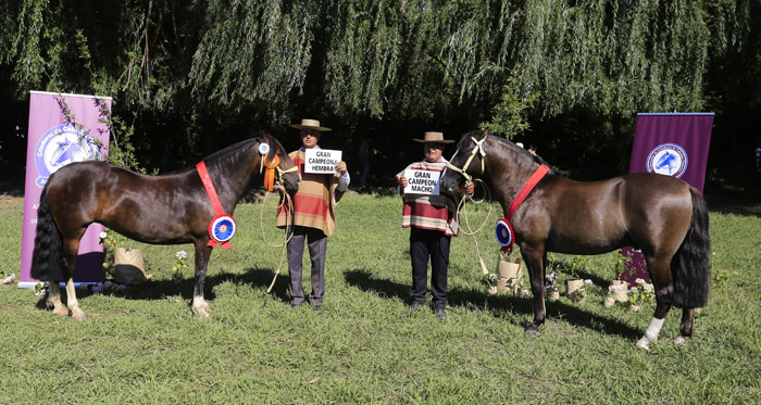 Inscripciones para la Expo Nacional de Caballos Chilenos 2020