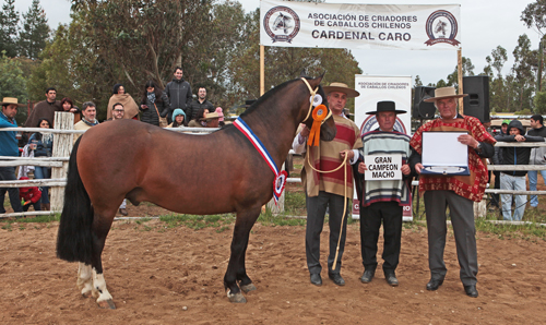 En Marchigüe trabajan para tener todo a punto para Expo Nacional y Final de Rodeos Para Criadores