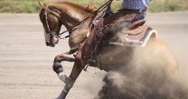 Competencia FEI en Quimpomay tuvo potente presencia del caballo chileno