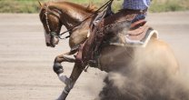 Competencia FEI en Quimpomay tuvo potente presencia del caballo chileno Competencia FEI en Quimpomay tuvo potente presencia del caballo chileno