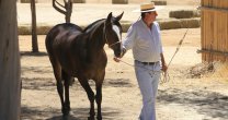 Transportando caballos e ilusiones hasta el secano costero Transportando caballos e ilusiones hasta el secano costero