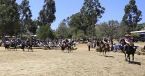Los ganadores por categorías de la Exposición Nacional de Marchigüe Los ganadores por categorías de la Exposición Nacional de Marchigüe