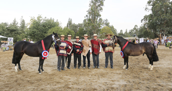 Lindo Chico y Costurera, máximos Campeones de la Raza Chilena