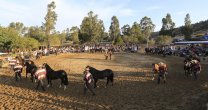 La intensa actividad de exposiciones se mantiene tras la gran cita de Marchigüe La intensa actividad de exposiciones se mantiene tras la gran cita de Marchigüe