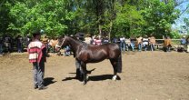 Criadores de Atacama realizarán Día de Campo y muestra caballar Criadores de Atacama realizarán Día de Campo y muestra caballar