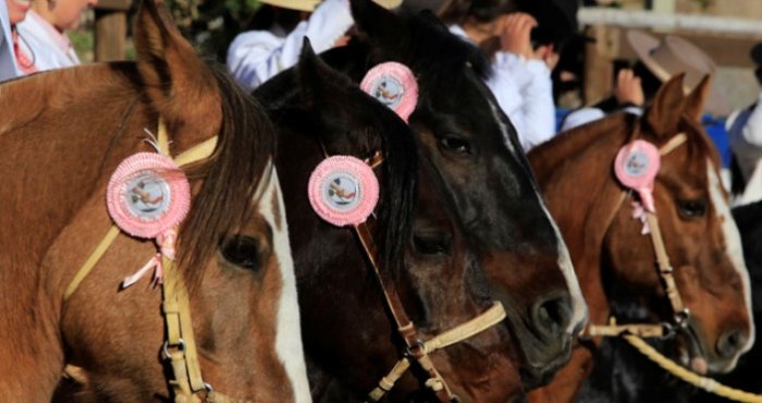 Listado de colleras para la Serie Promocional Femenina del 70° Campeonato Nacional del Rodeo