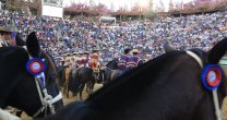 Las 140 colleras de la fama para el 70° Campeonato Nacional de Rodeo Las 140 colleras de la fama para el 70° Campeonato Nacional de Rodeo