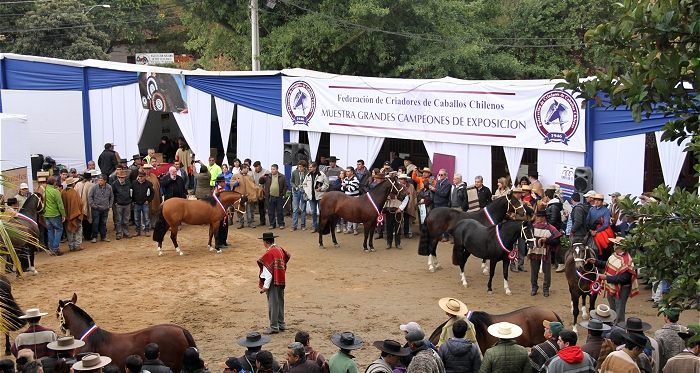 Nueve ejemplares participarán en la 16ª Muestra de Grandes Campeones Rancagua 2018