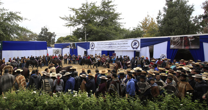 Muestra de Grandes Campeones lució en el 70° Campeonato Nacional de Rodeo