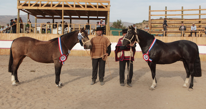 Con Tuti y Movediza fueron los mejores en la Expo Limarí