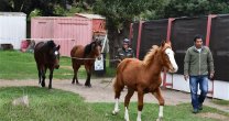 Asociación Coquimbo de Criadores donó fardos e insumos para animales en situación de abandono Asociación Coquimbo de Criadores donó fardos e insumos para animales en situación de abandono