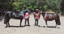 Criadores de Maipo tendrán interesantes charlas en su Día de Campo Criadores de Maipo tendrán interesantes charlas en su Día de Campo
